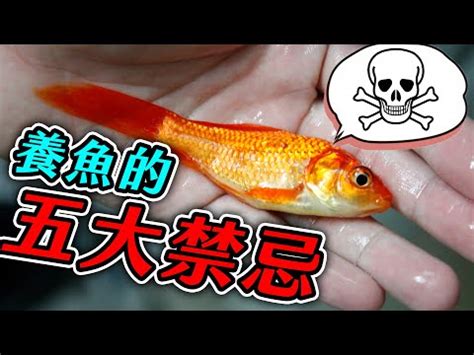 養魚要注意什麼|養魚11種禁忌 新手入門必看